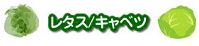 レタスの保存法